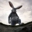 Rabbit in the hole